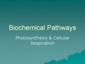 Biochemical Pathways Photosynthesis Cellular Respiration Capturing Energy u