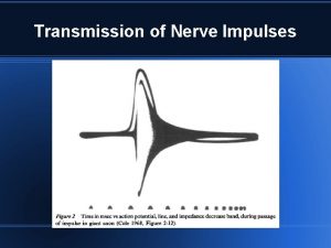 Transmission of Nerve Impulses Announcements Website is up