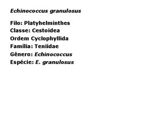 Echinococcus granulosus Filo Platyhelminthes Classe Cestoidea Ordem Cyclophyllida