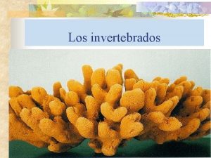 Los invertebrados Principales caractersticas n o o o