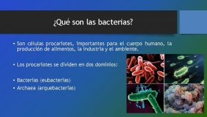 Qu son las bacterias Son clulas procariotes importantes