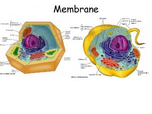 Membrane Cellula vegetale Funzione cellulare Cellula specializzata Movimento