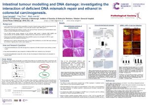 Intestinal tumour modelling and DNA damage investigating the