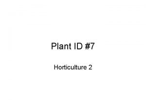 Plant ID 7 Horticulture 2 Impatiens Impatiens Foliage