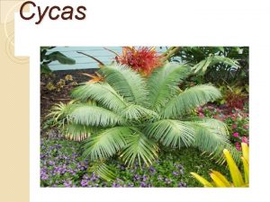 Cycas Occurrence Sixteen species of Cycas are found