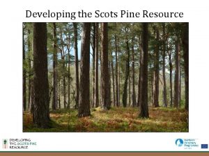 Developing the Scots Pine Resource The Partnership Three