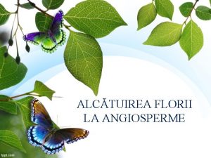 ALCTUIREA FLORII LA ANGIOSPERME Floarea angiospermelor este alctuit