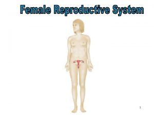 Female Reproductive System 1 Objectives After studying this
