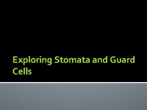 Exploring Stomata and Guard Cells Stomata singular form