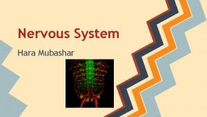 Nervous System Hara Mubashar Nervous System the network