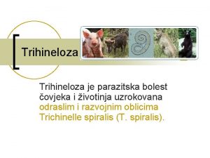 Trihineloza je parazitska bolest ovjeka i ivotinja uzrokovana