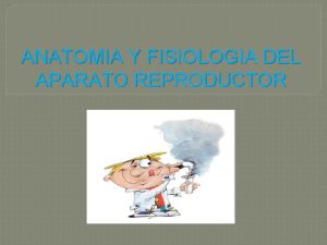 ANATOMIA Y FISIOLOGIA DEL APARATO REPRODUCTOR 1 Funciones