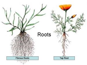 Roots Fibrous Roots Tap Root Primary Root Growth