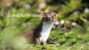 LIVING WITH WEASELS I have lived with 3