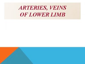 ARTERIES VEINS OF LOWER LIMB OBJECTIVES At the