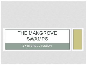 THE MANGROVE SWAMPS BY RACHEL JACKSON LOCATION Mangrove