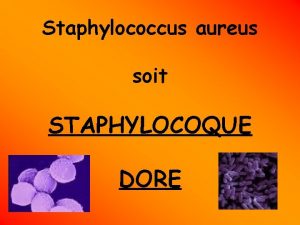 Staphylococcus aureus soit STAPHYLOCOQUE DORE Gnralit Le staphylocoque