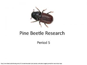 Pine Beetle Research Period 5 http www forestrydistributing