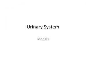 Urinary System Models Capsule Renal Cortex Renal Column