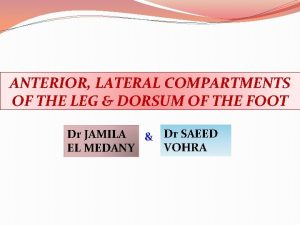 ANTERIOR LATERAL COMPARTMENTS OF THE LEG DORSUM OF