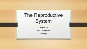 The Reproductive System Chapter 34 Ms Carballosa Biology