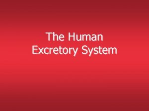 The Human Excretory System Organs of Excretion Function