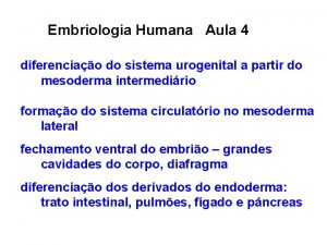 Embriologia Humana Aula 4 diferenciao do sistema urogenital
