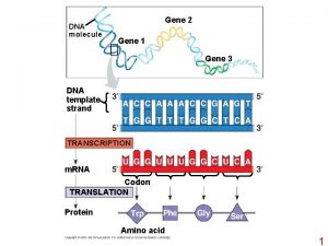 DNA molecule Gene 2 Gene 1 Gene 3