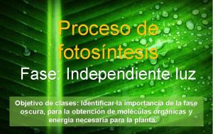 Proceso de fotosntesis Fase Independiente luz Objetivo de