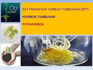 ZAT PENGATUR TUMBUHAN ZPT HORMON TUMBUHAN FITOHORMON Hormon