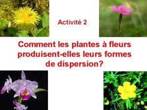 Activit 2 Comment les plantes fleurs produisentelles leurs