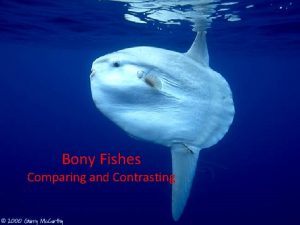 Bony Fishes Comparing and Contrasting Objectives 1 Cartilagenous