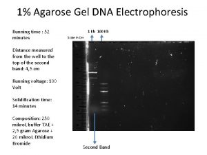 1 Agarose Gel DNA Electrophoresis Running time 52