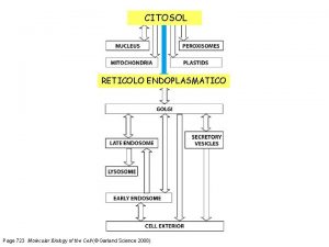 CITOSOL RETICOLO ENDOPLASMATICO Page 723 Molecular Biology of