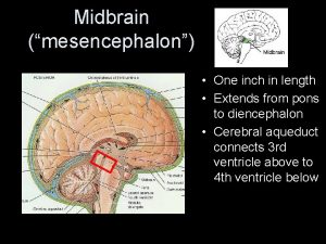 Midbrain mesencephalon One inch in length Extends from