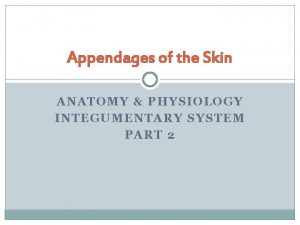Appendages of the Skin ANATOMY PHYSIOLOGY INTEGUMENTARY SYSTEM