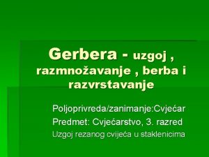 Gerbera uzgoj razmnoavanje berba i razvrstavanje Poljoprivredazanimanje Cvjear