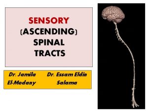 SENSORY ASCENDING SPINAL TRACTS Dr Jamila ElMedany Dr
