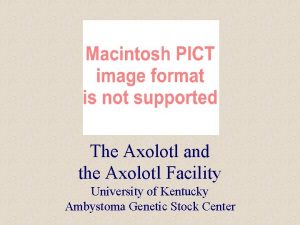 The Axolotl and the Axolotl Facility University of