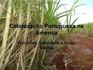 Colonizao Portuguesa na Amrica Economia Canavieira e Unio