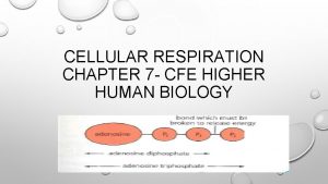 CELLULAR RESPIRATION CHAPTER 7 CFE HIGHER HUMAN BIOLOGY