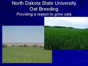 North Dakota State University Oat Breeding Providing a