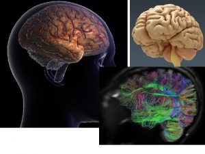 Il nostro comportamento modificabile dallesperienza Ne siamo particolarmente