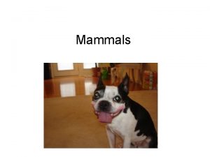 Mammals Class Mammalia Most have an active metabolism