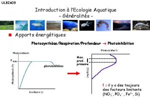 ULBI 609 Introduction lEcologie Aquatique Gnralits Apports nergtiques