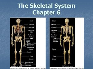 The Skeletal System Chapter 6 The Skeletal System