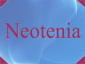 NEOTENIA NEOTENIA il termine origina dal greco mantenimento