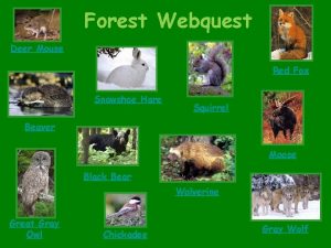 Forest Webquest Deer Mouse Red Fox Snowshoe Hare
