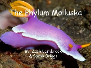 The Phylum Molluska By Zach Lashbrook Sarah Briggs
