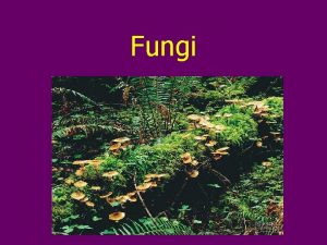 Fungi Overview Fungi are eukaryotes Most are multicellular